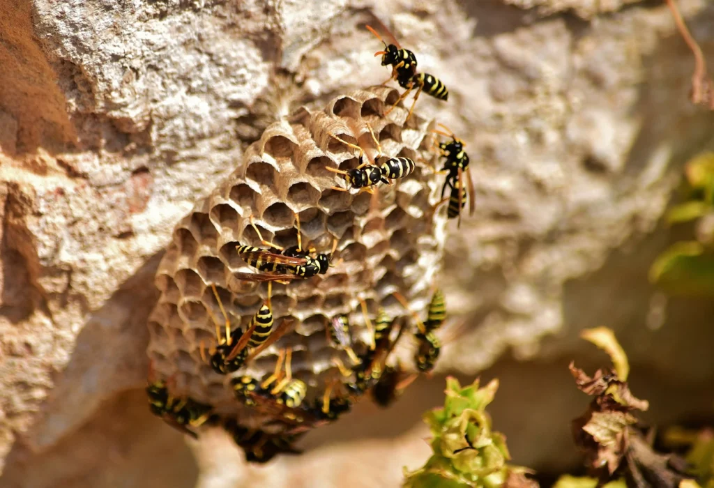 extermination nid de guepe