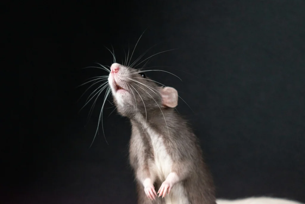 extermination de rat