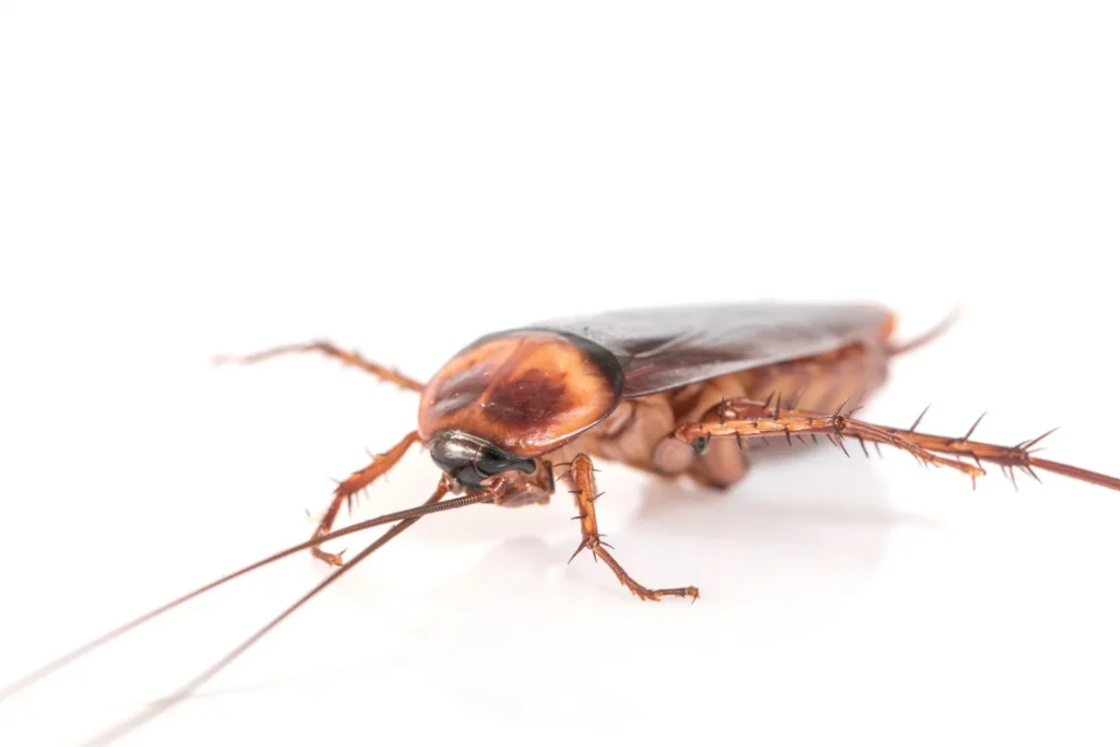 extermination cafards